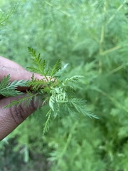 Artemisia annua