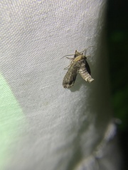 Paectes abrostoloides