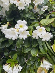 Beaumontiinae