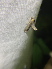 Paectes abrostoloides