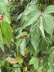 Lonicera maackii