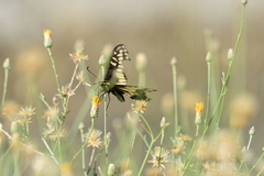 Papilio polyxenes rudkini