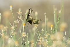 Papilio polyxenes rudkini