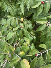 Lonicera maackii