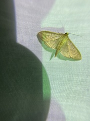 Patania silicalis