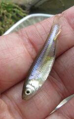 Cyprinella lutrensis