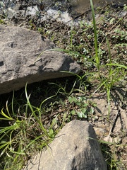 Cyperus lupulinus
