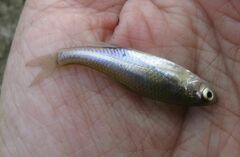 Cyprinella lutrensis