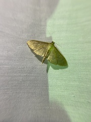 Patania silicalis