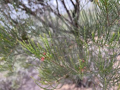 Allocasuarina luehmannii