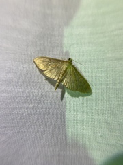 Patania silicalis