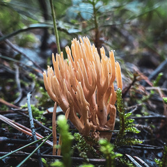 Ramaria
