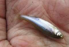 Cyprinella lutrensis