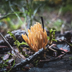 Ramaria