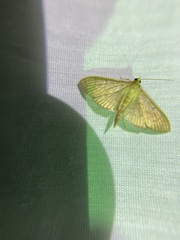 Patania silicalis