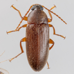 Hymenorus