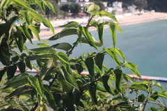 Pistacia chinensis