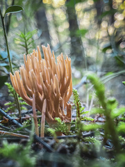 Ramaria