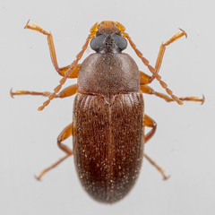 Hymenorus