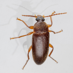 Hymenorus