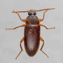Hymenorus