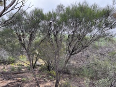 Allocasuarina luehmannii