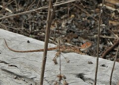 Diporiphora australis