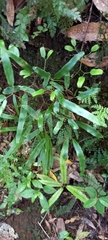 Lygodium articulatum