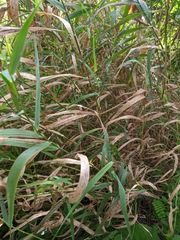 Elymus riparius