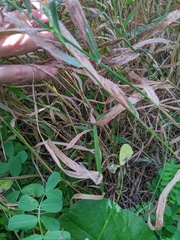 Elymus riparius