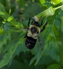 Bombus impatiens