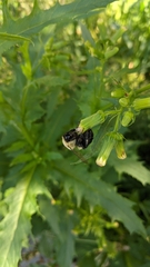 Bombus impatiens