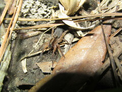 Trochosa sepulchralis