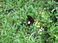 Papilio iswara