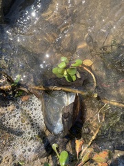 Ludwigia peploides glabrescens