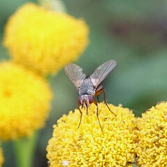 Tachininae