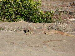 Varanus panoptes panoptes