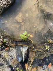 Ludwigia peploides glabrescens