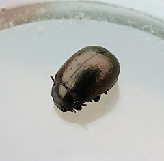 Chrysolina aurichalcea