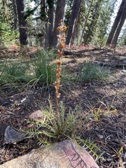 Pedicularis contorta