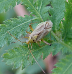 Adelphocoris quadripunctatus