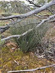 Schoenus subaphyllus