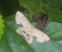 Dysaethria oriocharis