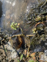 Ludwigia peploides glabrescens