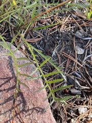 Pedicularis contorta