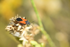 Melanopleurus belfragei