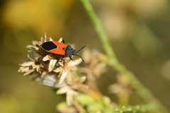 Melanopleurus belfragei