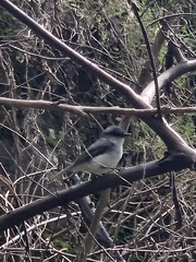 Eopsaltria georgiana