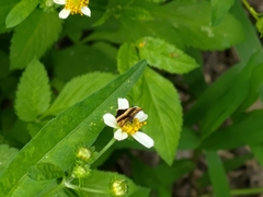 Choreutis basalis