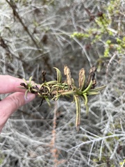 Diplacus aurantiacus